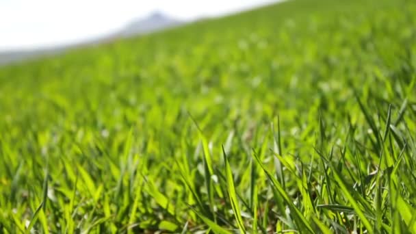 Genç yeşil sulu çim yaz çayır üzerinde yakın görünümü kadar rüzgarda diktim — Stok video