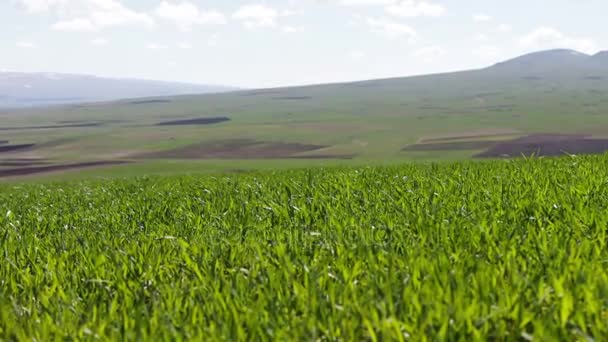 Fiatal zöld lédús fű a nyári rét megszúrta a szél zár megjelöl kilátás — Stock videók