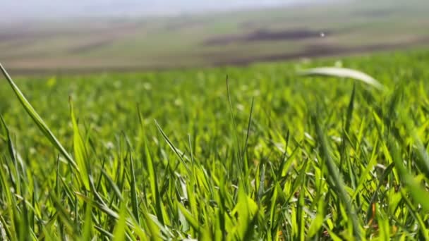 Jeune herbe verte juteuse sur prairie en été piqué par le vent vue de près — Video