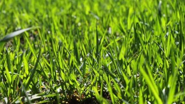 Genç yeşil sulu çim yaz çayır üzerinde yakın görünümü kadar rüzgarda diktim