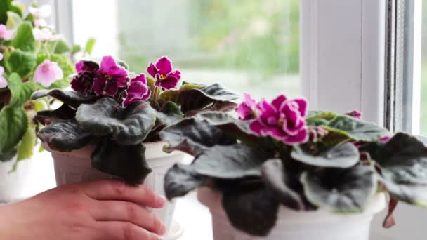 Frau entfernt Blumentöpfe mit schönen, blühenden, zarten Veilchen, rot, rosa Veilchen blühen auf der Fensterbank — Stockvideo