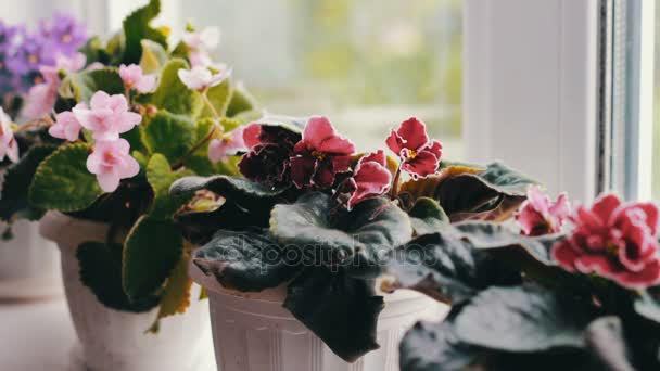 Donna rimuovere vasi di fiori con bella, fioritura, tenera viola, rosso, viola rosa fioriscono sul davanzale — Video Stock