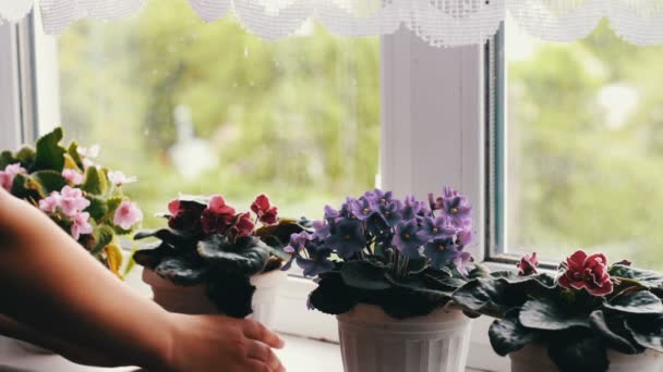 Kvinnan ta bort blomkrukor med vackra, blommande, anbud violett, röd, rosa violer blommar på fönsterbrädan — Stockvideo