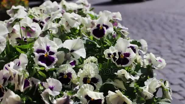 Belles fleurs de pétunia blanc dans le lit de fleurs dans la rue de la vieille ville de Bakou, Azerbaïdjan — Video