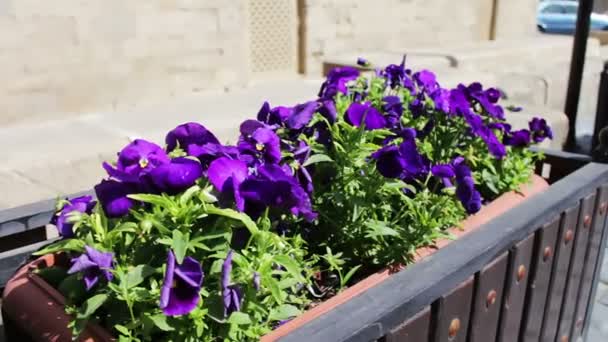 Mooie bloemen van petunia in bloem-bed op de straat van de oude stad van Baku, Azerbaijan — Stockvideo