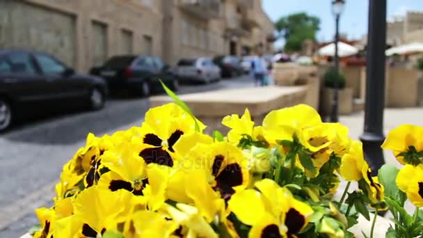 Mooie bloemen van de gele petunia in bloem-bed op de straat van Baku, Azerbaijan — Stockvideo