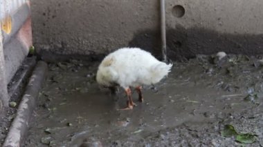 Kazlar iç ve çiftlikte kirli suyla yıkayın