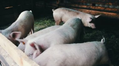 Domuz çiftliği kulaklara etiketleri ile saman üzerinde yürüyen domuzcuk
