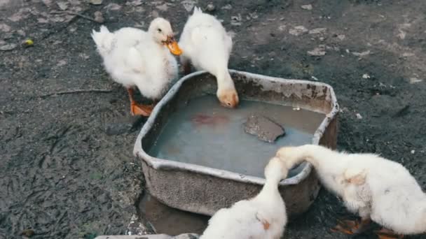 Beaucoup d'oies boivent l'eau de la cuvette sale de la ferme après la pluie — Video