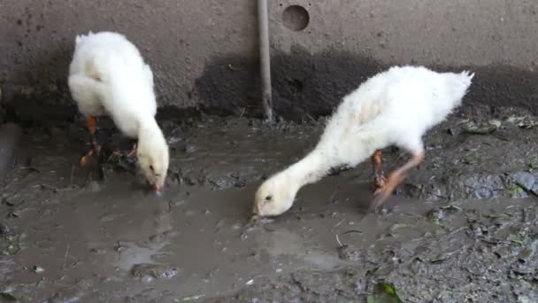 Гуси п'ють і купаються в брудній воді на фермі — стокове відео