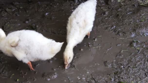 Les oies boivent et se baignent dans l'eau sale à la ferme — Video