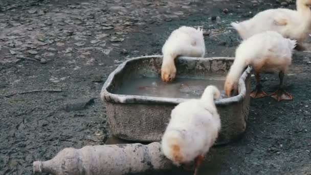 Goslings caminar en el suelo fangoso, beber agua sucia en la vieja granja — Vídeo de stock