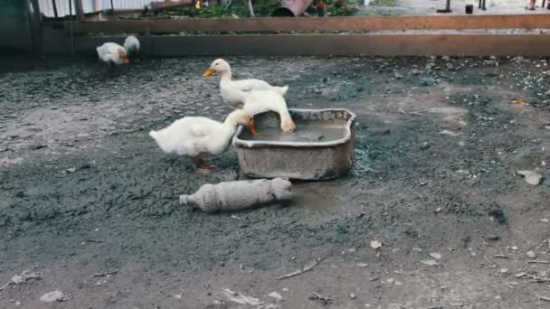 Багато гусей п'ють воду з брудного жолоба на фермі після дощу — стокове відео