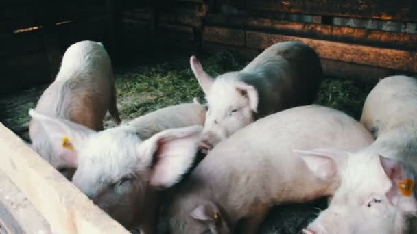 Piggy gå på halmen med taggar i öronen på gården gris — Stockvideo