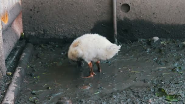 Многие гуси пьют воду из грязной кормушки на ферме после дождя. — стоковое видео