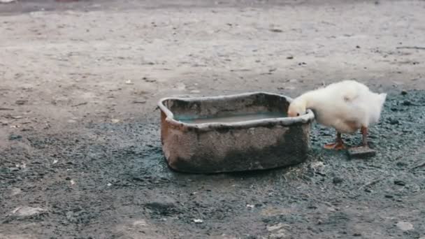 Molte oche bevono acqua dalla sporca mangiatoia della fattoria dopo la pioggia — Video Stock