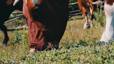 Çim, bir görünümü arka plan bir çayırda otlatmak diğer ineklerin yakın büyük inek yiyor