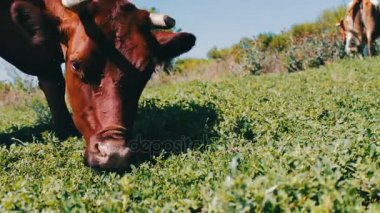 Çim, bir görünümü arka plan bir çayırda otlatmak diğer ineklerin yakın büyük inek yiyor
