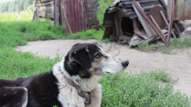 Çok eski, siyah ve beyaz ince hasta köpek tasması sinekler ye bir zincir ve çevresinde çember. Görünümü Kapat.
