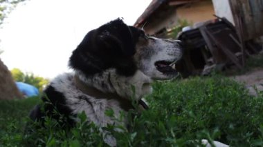 Çok eski, siyah ve beyaz ince hasta köpek tasması sinekler ye bir zincir ve çevresinde çember. Görünümü Kapat.