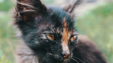 Çim de küçük siyah-kırmızı üç renkli kedi, namlu çıkış, Görünümü Kapat