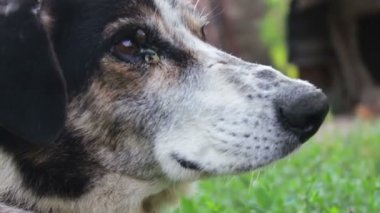 Çok eski, siyah ve beyaz ince hasta köpek tasması sinekler ye bir zincir ve çevresinde çember. Görünümü Kapat.