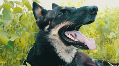 Güzel çoban dilini soktu ve nefes alıyor. Görünümü Kapat. Köpek içmek istiyor