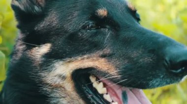 Güzel çoban dilini soktu ve nefes alıyor. Görünümü Kapat. Köpek içmek istiyor