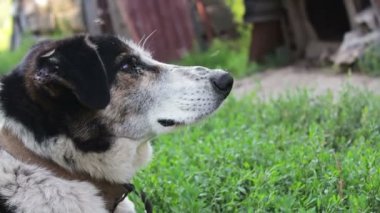 Çok eski, siyah ve beyaz ince hasta köpek tasması sinekler ye bir zincir ve çevresinde çember. Görünümü Kapat.