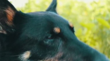 Güzel çoban dilini soktu ve nefes alıyor. Görünümü Kapat. Köpek içmek istiyor