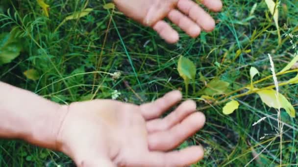 Schwielige Hände eines Mannes, der sein ganzes Leben auf dem Feld mit seinen Händen gearbeitet hat. Nahaufnahme der Hände des Bauern — Stockvideo