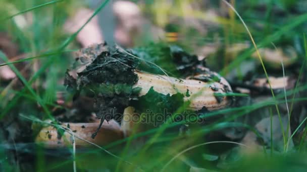 Seta venenosa cortada con cuchillo en la raíz del bosque, vista de cerca — Vídeos de Stock