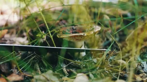 Giftig svamp skär med kniv vid roten i skogen, på nära håll se — Stockvideo
