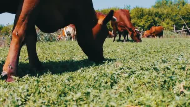 Большая корова ест траву, вид на фоне других коров, которые пасутся на лугу — стоковое видео