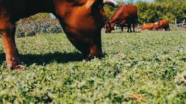 Vaca mare mănâncă iarbă, o priveliște aproape de fundalul altor vaci care pășesc pe o pajiște — Videoclip de stoc