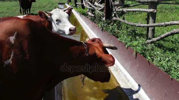 Die Kuh trinkt Wasser aus dem Trog. eine Kuh will trinken, Milchkuh trinkt Wasser. — Stockvideo