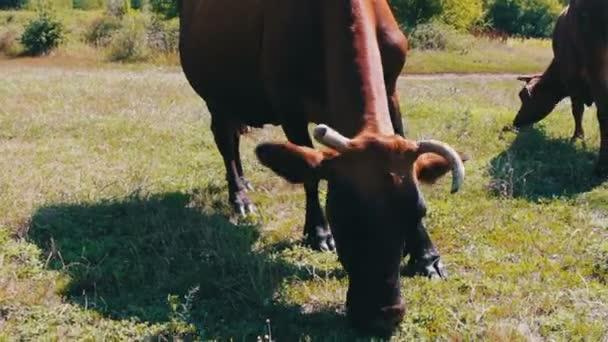 大きな牛の食べる草、牧草地に放牧されて他の牛の背景に近いビュー — ストック動画