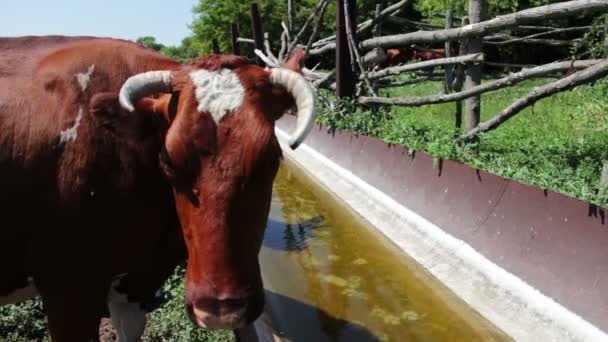 Die Kuh trinkt Wasser aus dem Trog. eine Kuh will trinken, Milchkuh trinkt Wasser. — Stockvideo