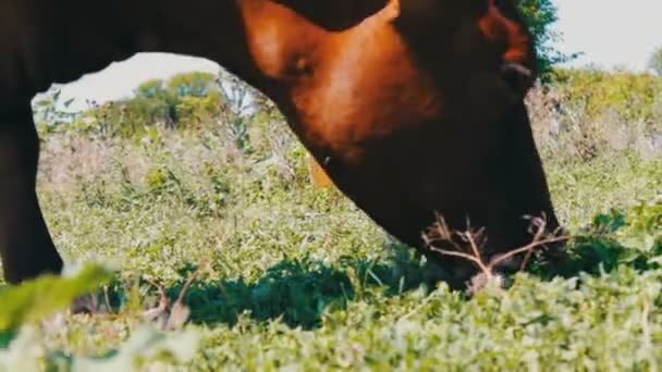 Stor Ko äter gräs, utsikt nära bakgrunden av andra kor som betar på en äng — Stockvideo
