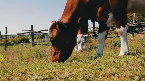 Duża krowa zjada trawę, widok, blisko na tle innych krów, które pasą się na łące — Wideo stockowe