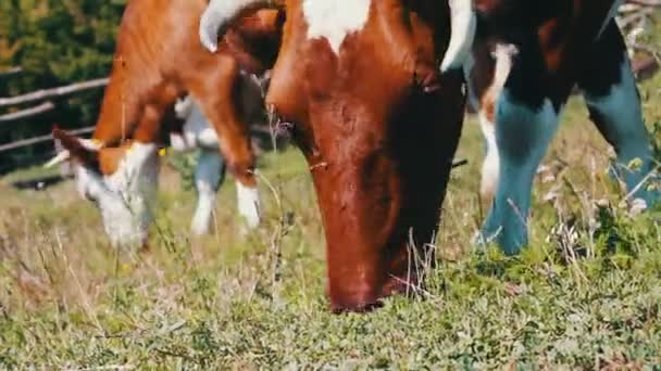 Large cow eats grass, a view close to the background of other cows that graze in a meadow — Stock Video