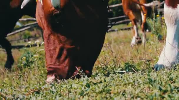 Большая корова ест траву, вид на фоне других коров, которые пасутся на лугу — стоковое видео