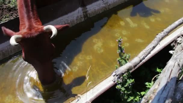 La vache boit l'eau de l'abreuvoir. Une vache veut boire, vache laitière boit de l'eau . — Video