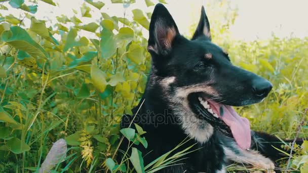 Um belo pastor estendeu a língua e respira. Vista próxima. O cão quer beber. — Vídeo de Stock