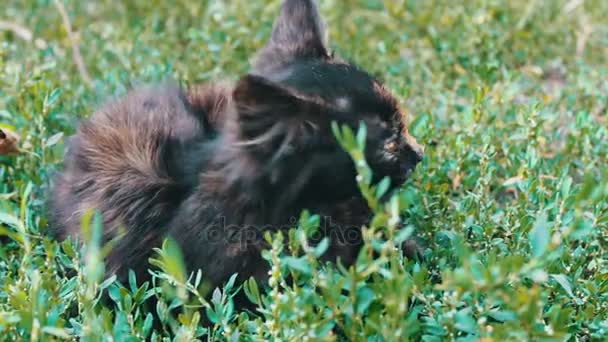 Tysta ned av en liten svart-röd tricolor kattunge i gräs, närbild Visa — Stockvideo