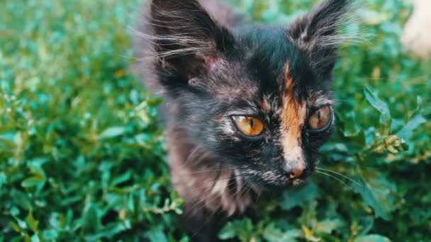 Bocal de um pequeno gatinho tricolor preto-vermelho na grama, vista de perto — Vídeo de Stock