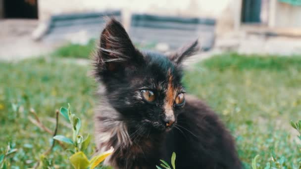 Snuit van een kleine zwart-rood tricolor kitten in gras, close-up — Stockvideo