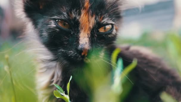 Bozal de un pequeño gatito tricolor negro-rojo en la hierba, vista de cerca — Vídeos de Stock