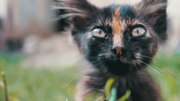 Museau d'un petit chaton tricolore noir-rouge en herbe, vue rapprochée 