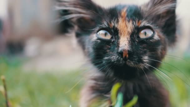 Bocal de um pequeno gatinho tricolor preto-vermelho na grama, vista de perto — Vídeo de Stock